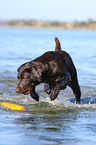 brown Labrador Retriever