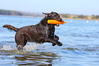 brown Labrador Retriever