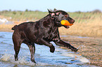 brown Labrador Retriever