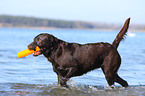 brown Labrador Retriever