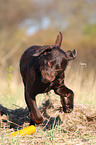 brown Labrador Retriever