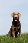 silver Labrador