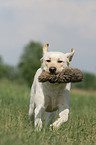 blonde Labrador