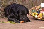 eating Labrador Retriever