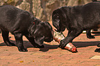 eationg Labrador Retriever puppies