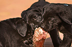 eating Labrador Retriever puppies