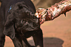 eating Labrador Retriever puppy