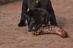 eating Labrador Retriever puppy