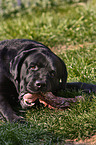 eating Labrador Retriever puppy