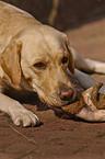 eating Labrador Retriever