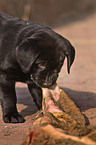 eating Labrador Retriever puppy