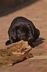 eating Labrador Retriever puppy