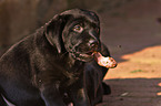 eating Labrador Retriever puppy