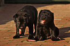 eationg Labrador Retriever puppies