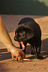 eating Labrador Retriever puppy