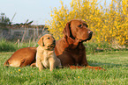 Labrador Retrievers