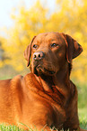 Labrador Retriever Portrait