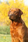 Labrador Retriever Portrait