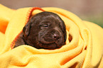 Labrador Retriever Puppy