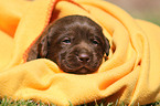 Labrador Retriever Puppy