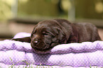 Labrador Retriever Puppy