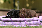 Labrador Retriever Puppies