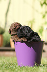 Labrador Retriever Puppies