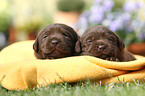 Labrador Retriever Puppies