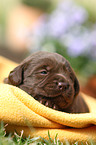 Labrador Retriever Puppy