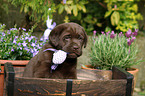 Labrador Retriever Puppy