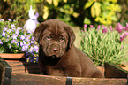 Labrador Retriever Puppy