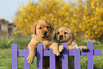 Labrador Retriever Puppies