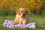 Labrador Retriever Puppy