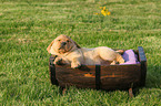 Labrador Retriever Puppy