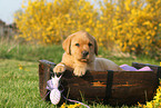 Labrador Retriever Puppy