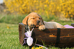 Labrador Retriever Puppy