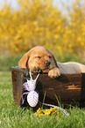 Labrador Retriever Puppy