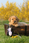 Labrador Retriever Puppy