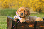 Labrador Retriever Puppy