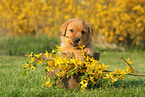 Labrador Retriever Puppy