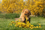 Labrador Retriever Puppy
