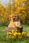 Labrador Retriever Puppy