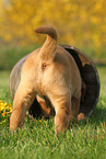 Labrador Retriever Puppy