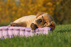 Labrador Retriever Puppy