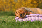 Labrador Retriever Puppy