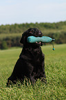 sitting Labrador Retriever