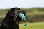 Labrador Retriever Portrait