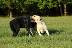 playing Labrador Retriever