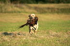 retrieving Labrador Retriever