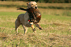 retrieving Labrador Retriever